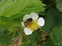 Murarka ogrodowa na kwiecie truskawki